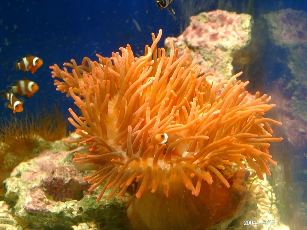 Daje Genova! 2 acquario di genova pesce pagliaccio