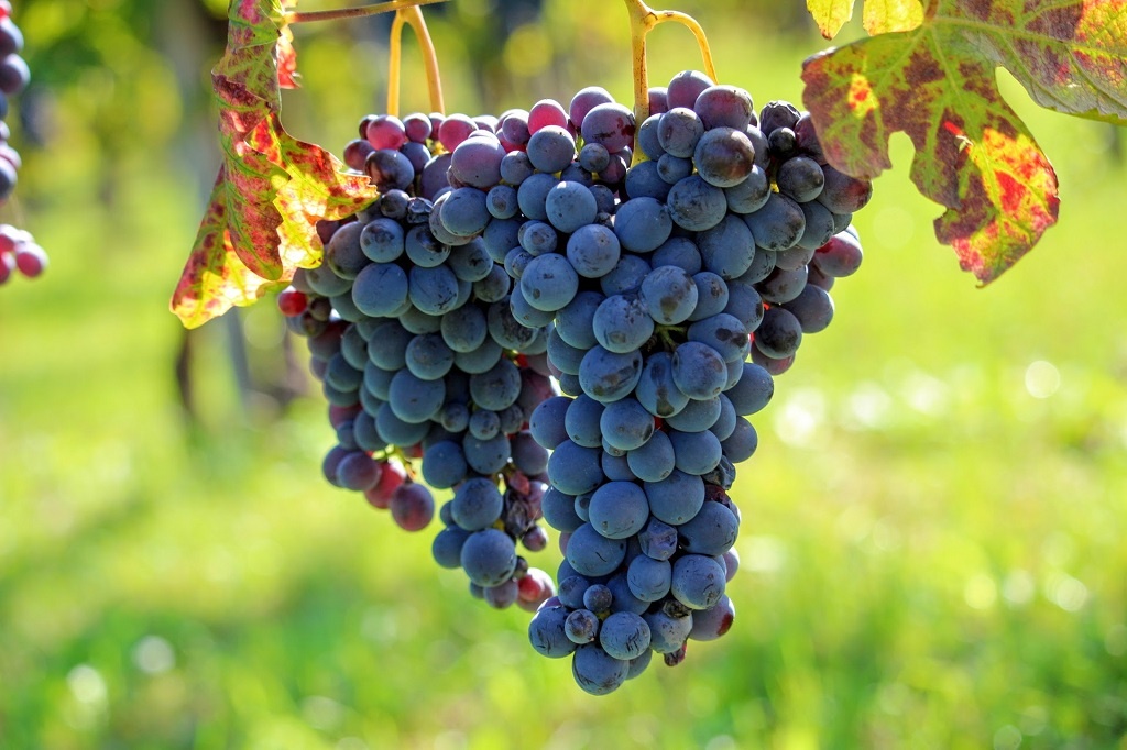 Dove vedere l'autunno in Lombardia: 10 idee con bambini 2 blank