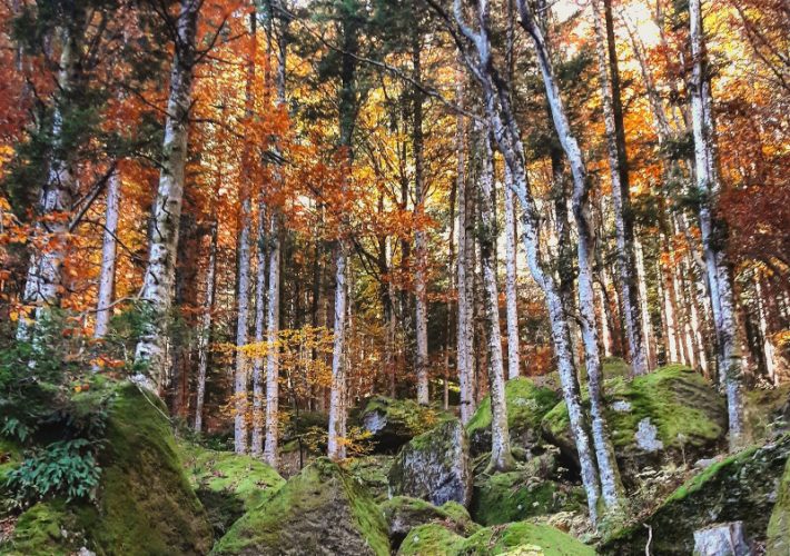 Dove vedere il Foliage in Lombardia: la Foresta dei Bagni di Masino e la Val di Mello 30 blank