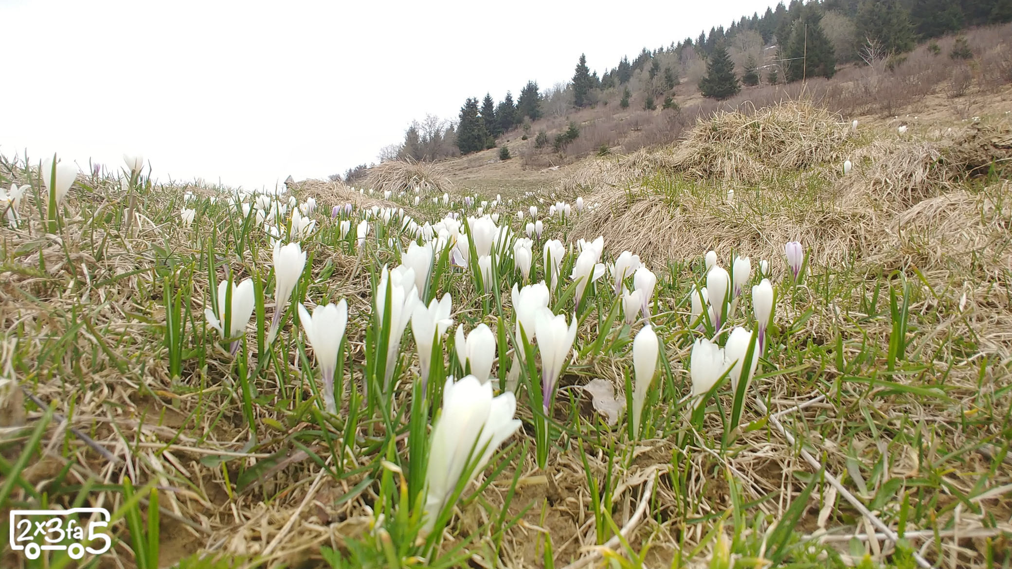 Il Sentiero del Bosco Incantato in Val di Scalve