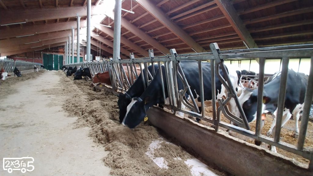 Mucche nella stalla Altopiano di Asiago coi bambini