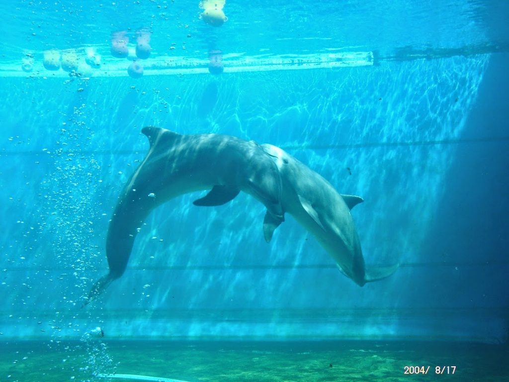 Daje Genova! 3 delfini all'acquario di genova