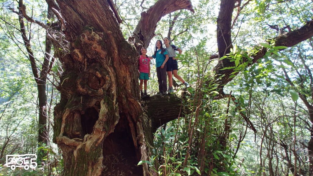 castagni monumentali di Codera Trekking con bambini in Lombardia
