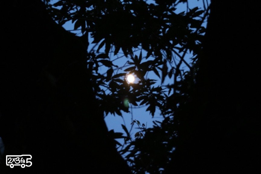 Luna bosco notte trekking Trekking con bambini in Lombardia