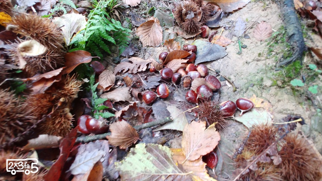 Castagne in Brianza Dove raccogliere le castagne vicino a Milano