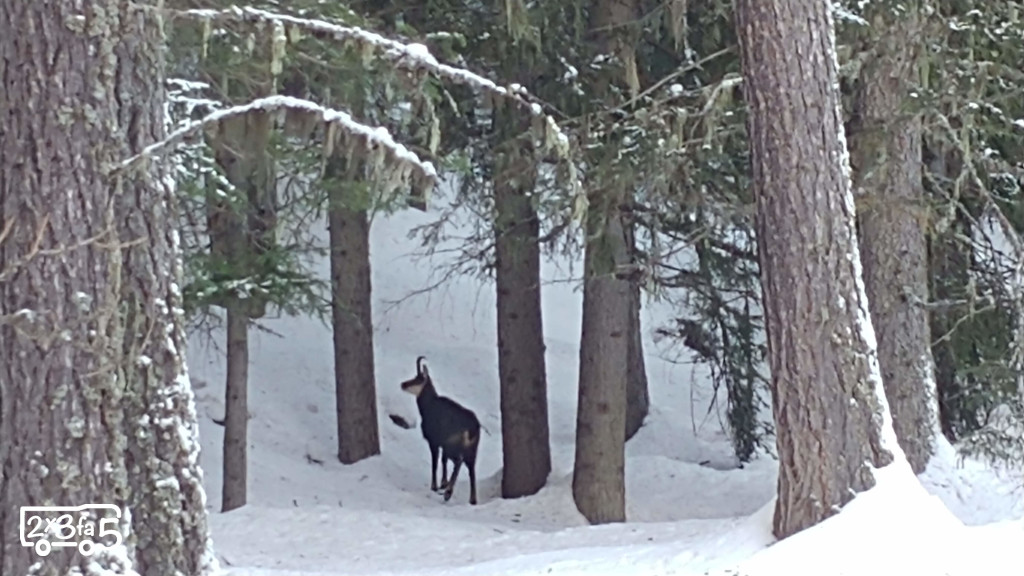 Animali bosco incantato Sylvenoire Cogne in camper in inverno