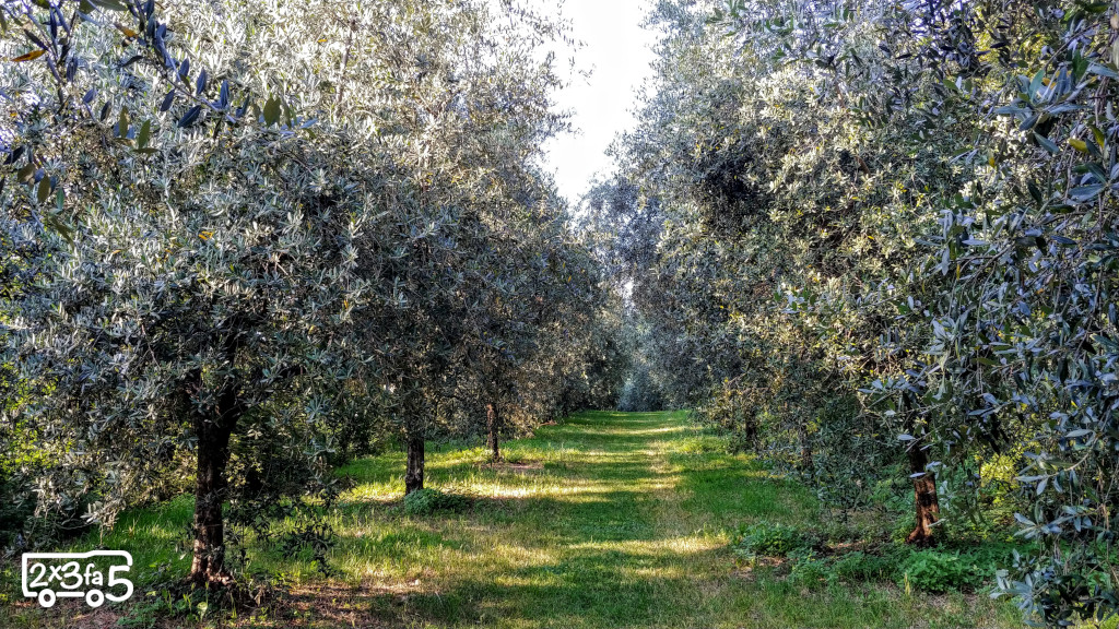 Ulivi del Garda Camping Europa Silvella