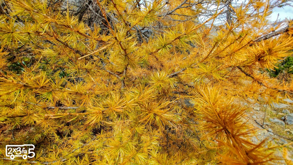larici in autunno Bramito del cervo in Lombardia