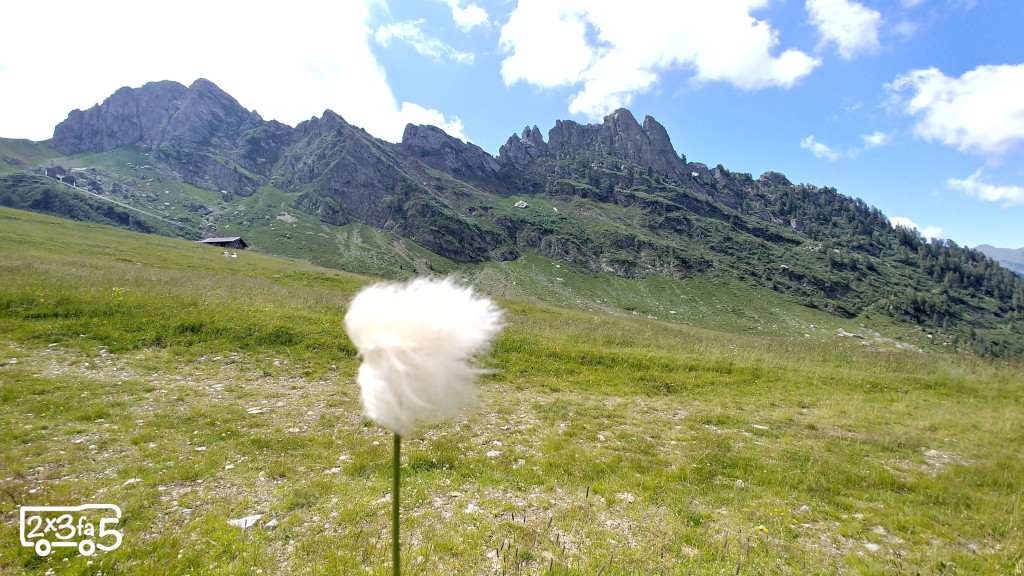 Eriofori fioritura Eriofori in montagna