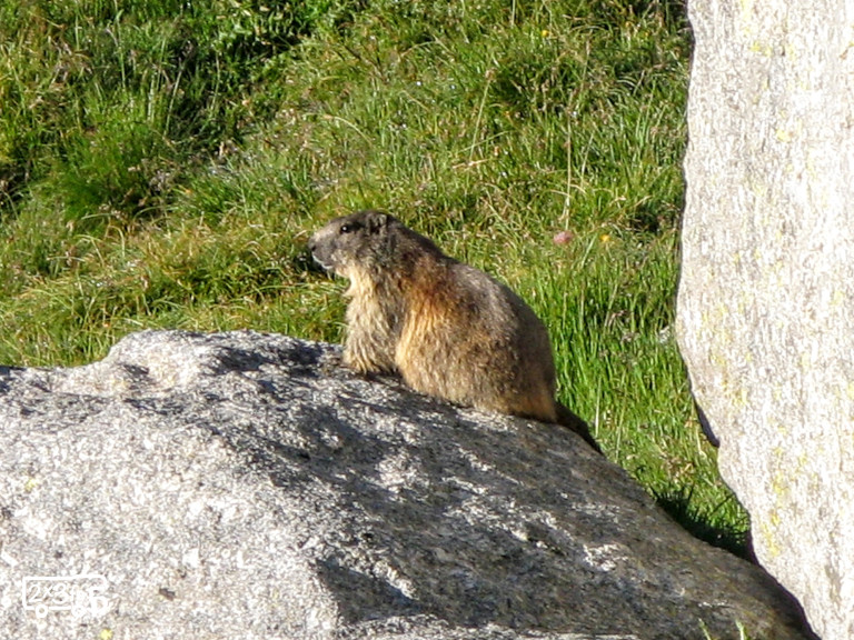 Marmotta in Valbiandino Valbiandino con i bambini
