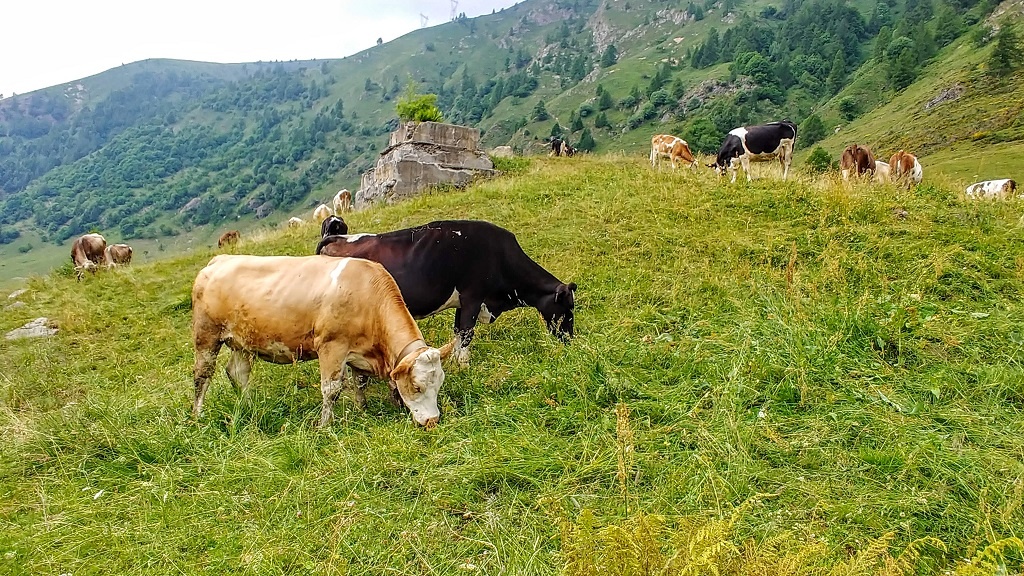 Valbiandino con i bambini. Rifugio Tavecchia, trekking e relax in una natura incontaminata 2 Valbiandino con i bambini