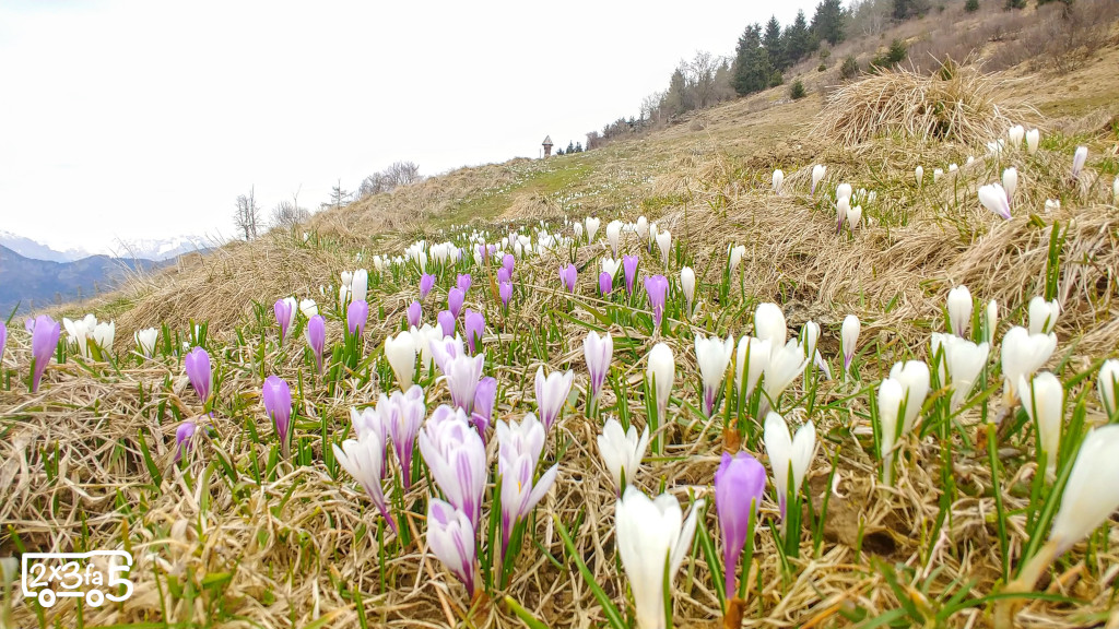 Crochi in val di scalve Montagna lombardia dove vedere le fioriture
