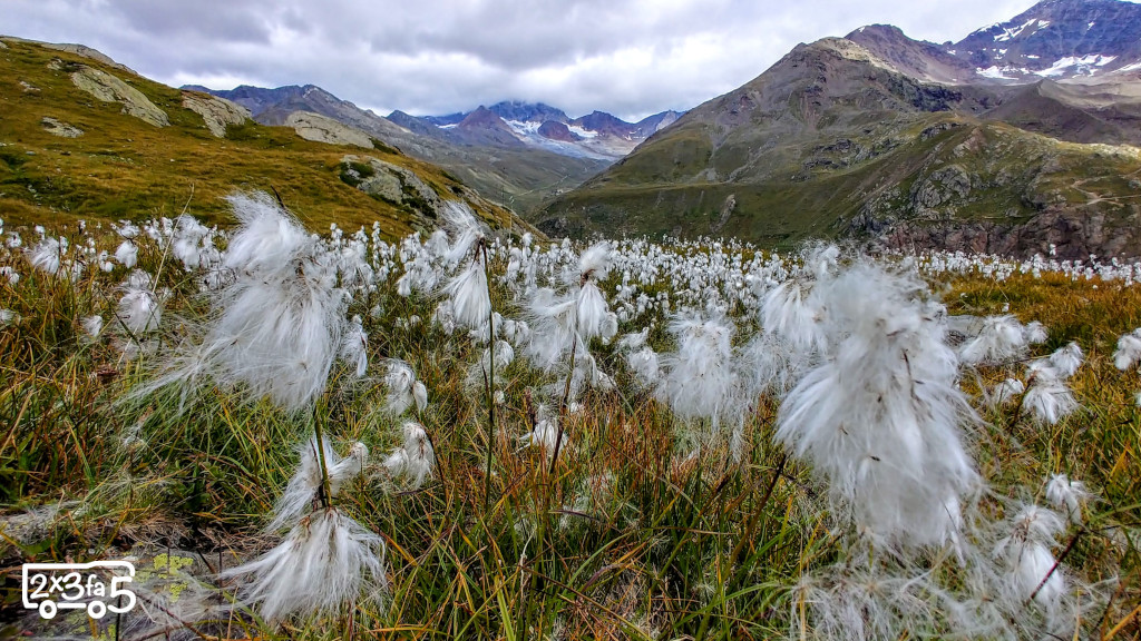Eriofori Parco dello stelvio Montagna lombardia dove vedere le fioriture