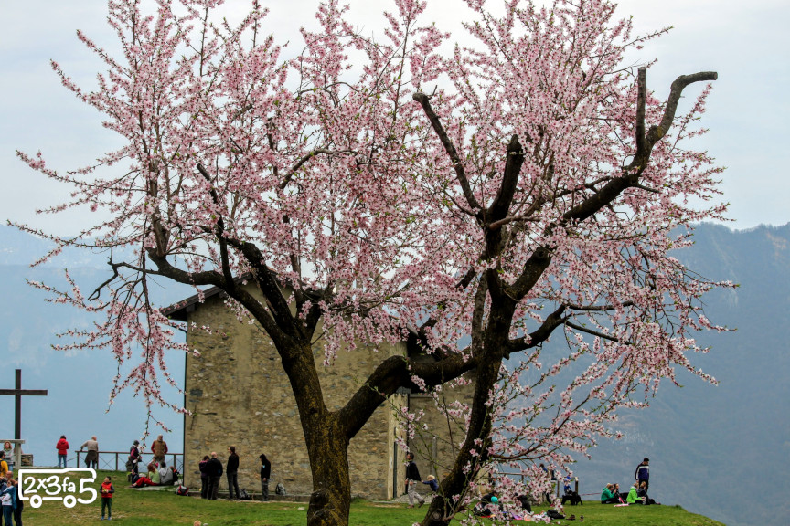 San Tomaso Fioritura dei mandorli Montagna lombardia dove vedere le fioriture