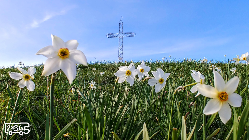 Monte Linzone fioritura dei narcisi selvatici Montagna lombardia dove vedere le fioriture