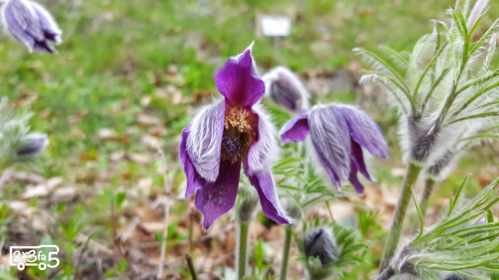 Pulsatilla Monte barro Montagna lombardia dove vedere le fioriture