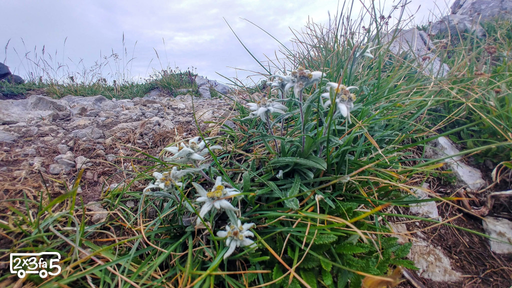 Montagna Lombardia: 7 sentieri dove vedere fioriture in quota spettacolari 3 blank