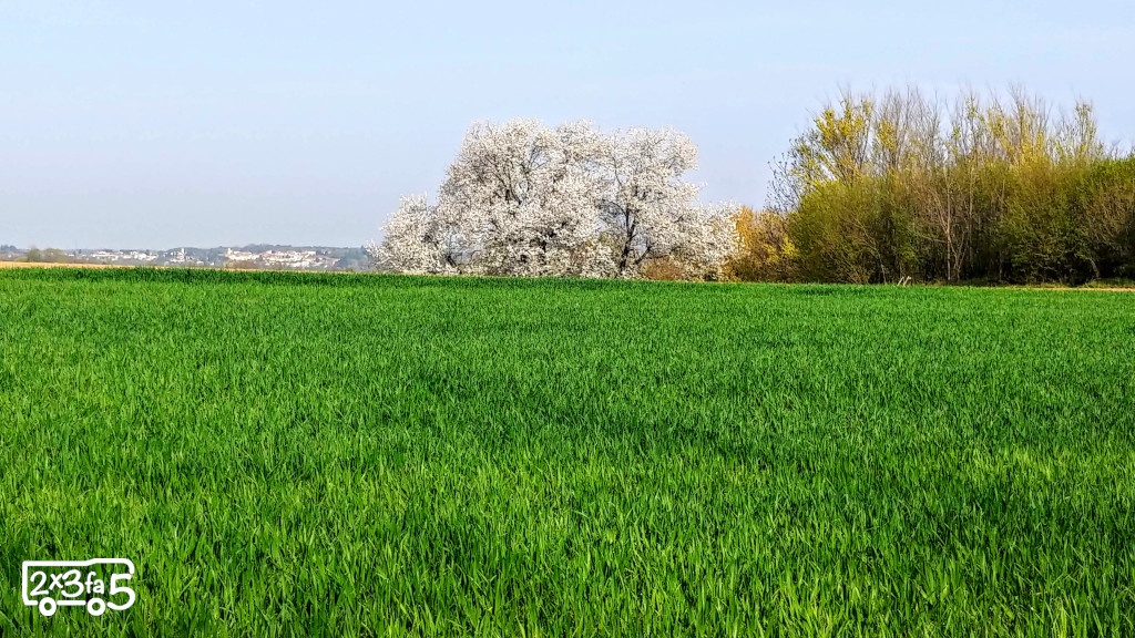 Ciliegio secolare Besana Brianza e sentiero delle fate