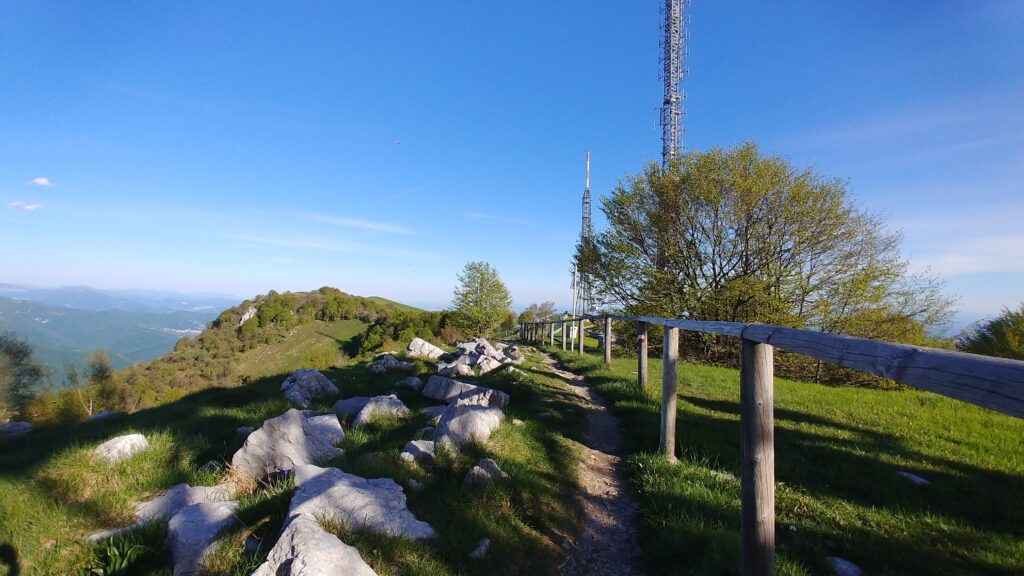 Fioritura dei narcisi sul Linzone