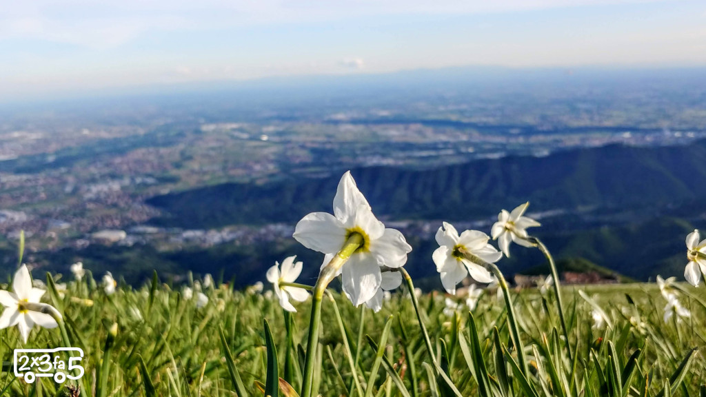 Fioritura dei narcisi sul Linzone