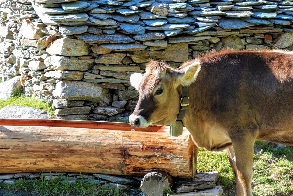 Escursioni in malga Lombardia: nasce rete Malga amica. 2 blank