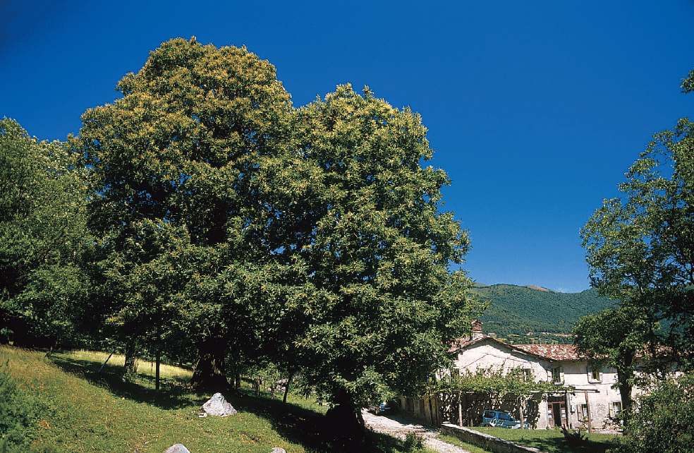 Escursione per famiglie: stampa nel bosco con inchiostri naturali sul sentiero del castagno 3 Escursione per famiglie in Lombardia